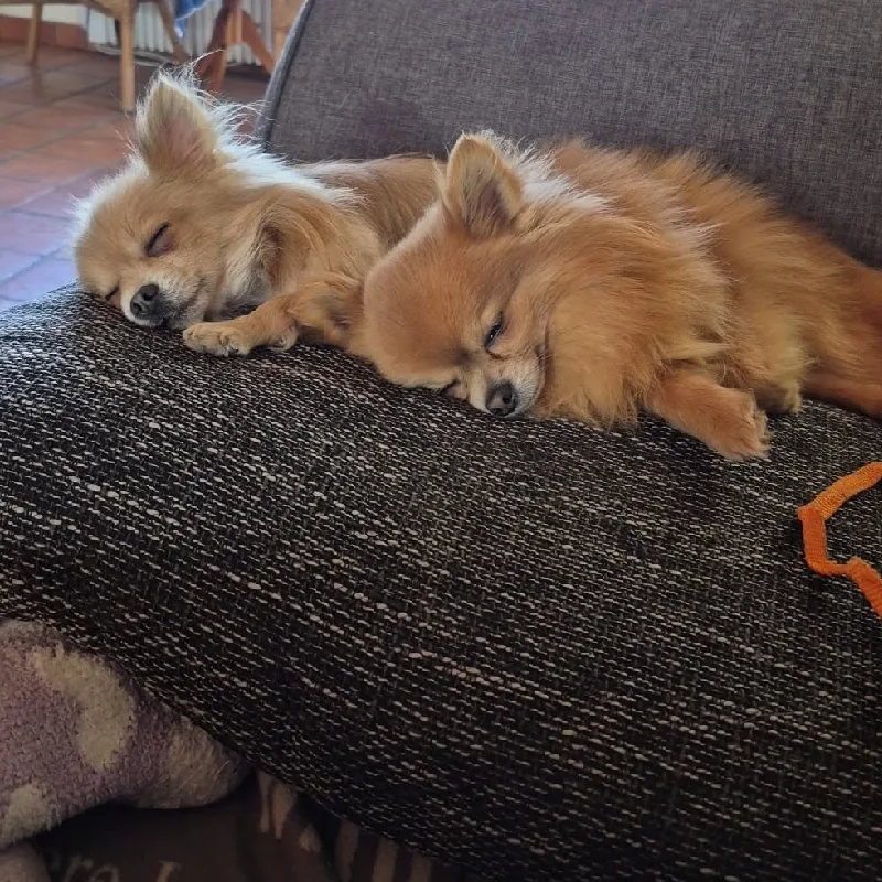 Twee kleine honden slapen ontspannen naast elkaar op een bank